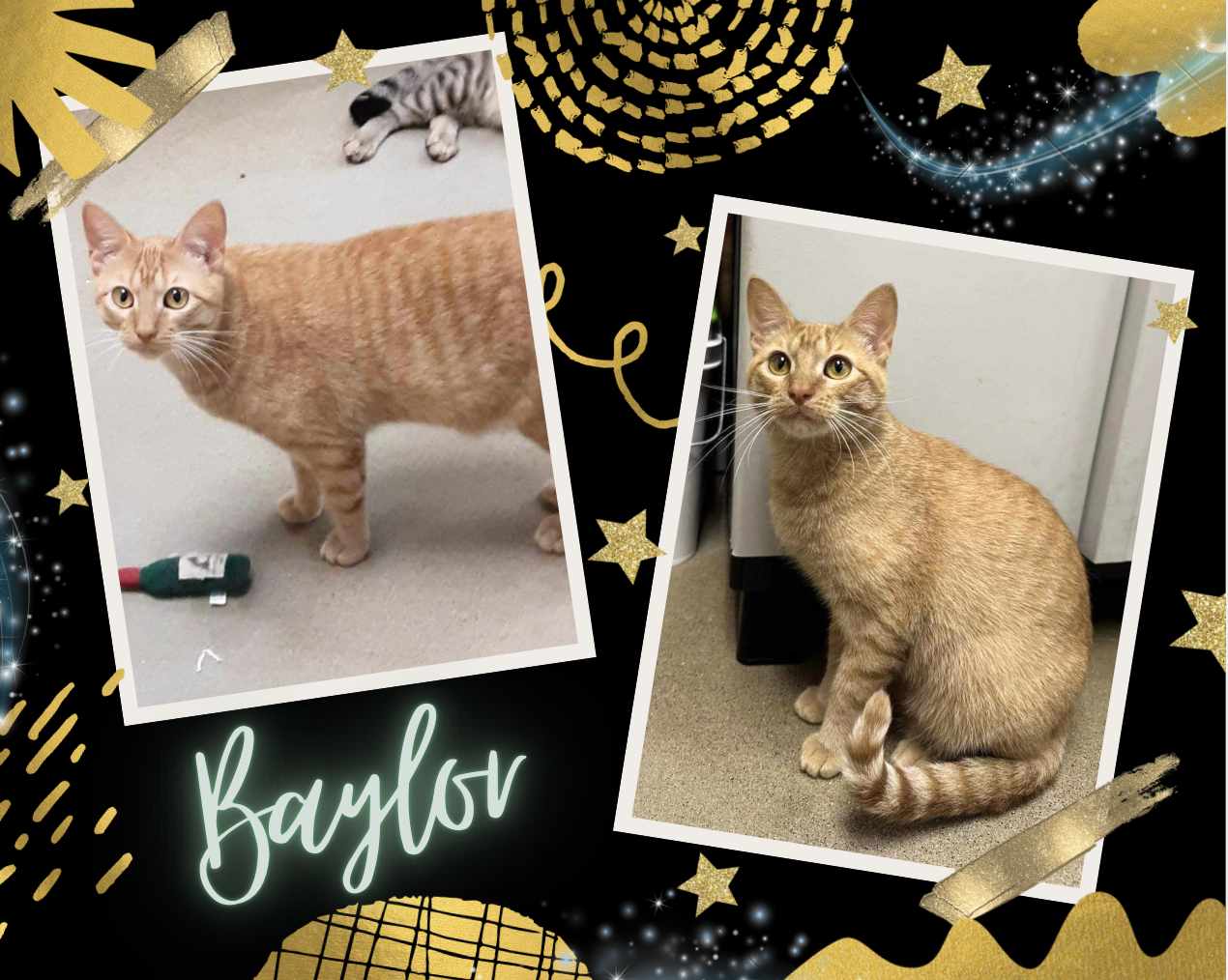 adoptable Cat in Oakville, ON named Baylor