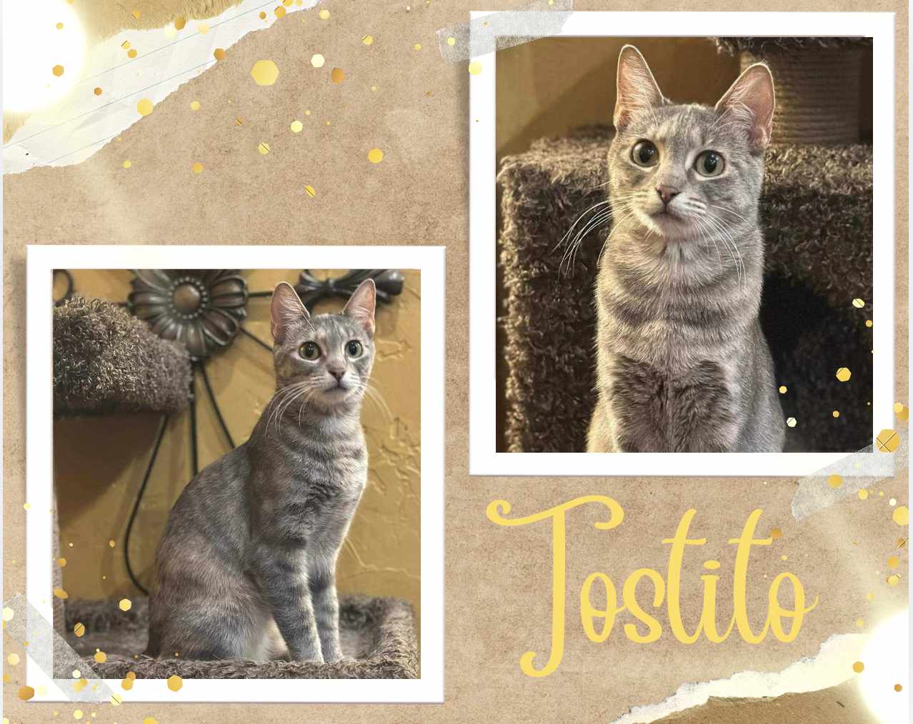 adoptable Cat in Oakville, ON named Tostito