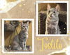 adoptable Cat in , ON named Tostito