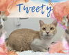 adoptable Cat in , ON named Tweety