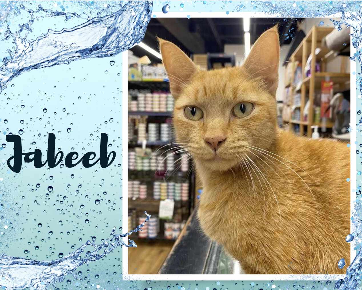 adoptable Cat in Oakville, ON named Jabeeb