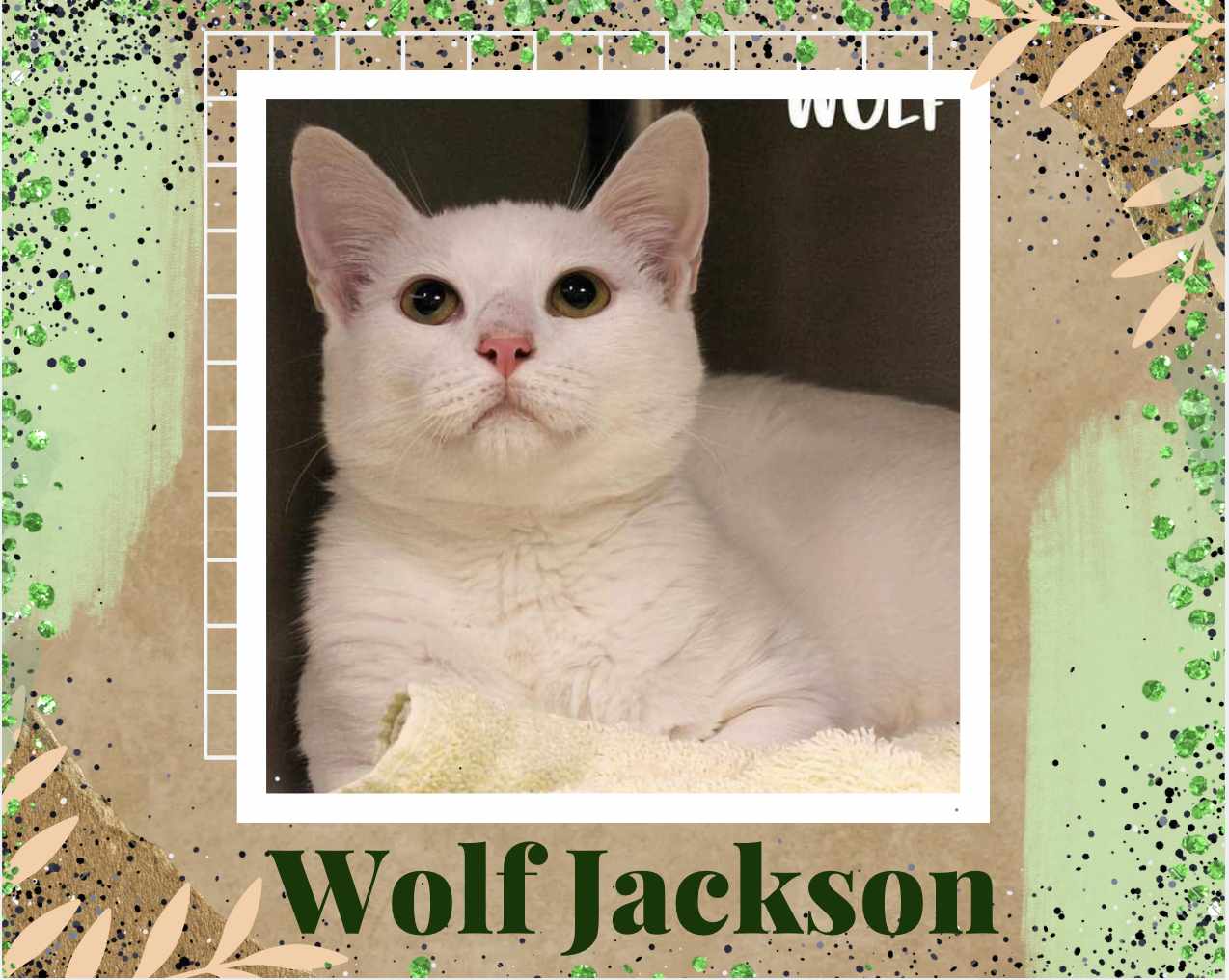 adoptable Cat in Oakville, ON named Wolf Jackson