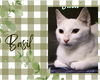 adoptable Cat in , ON named Basil