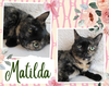 adoptable Cat in Oakville, ON named Matilda