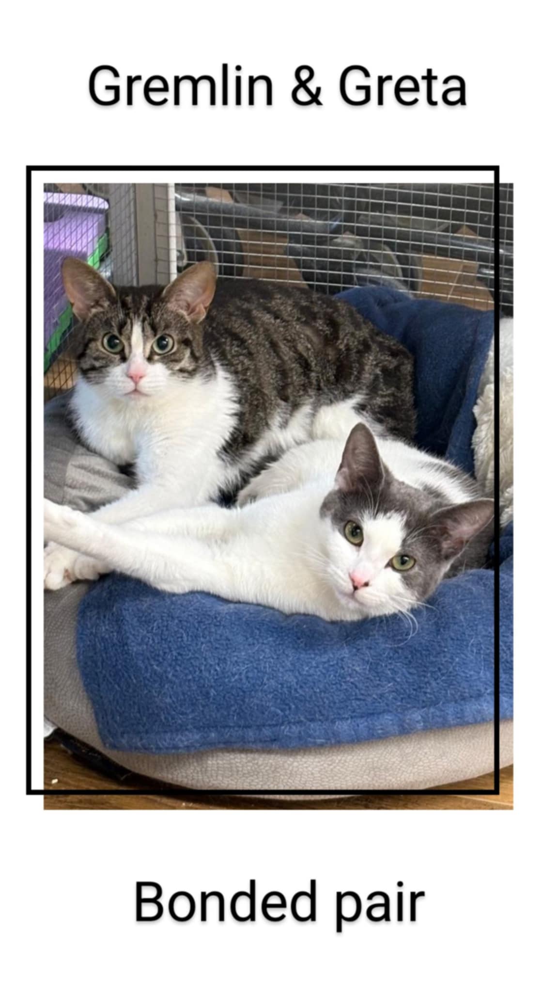 adoptable Cat in Oakville, ON named Gremlin & Greta