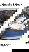 adoptable Cat in Oakville, ON named Gremlin & Greta