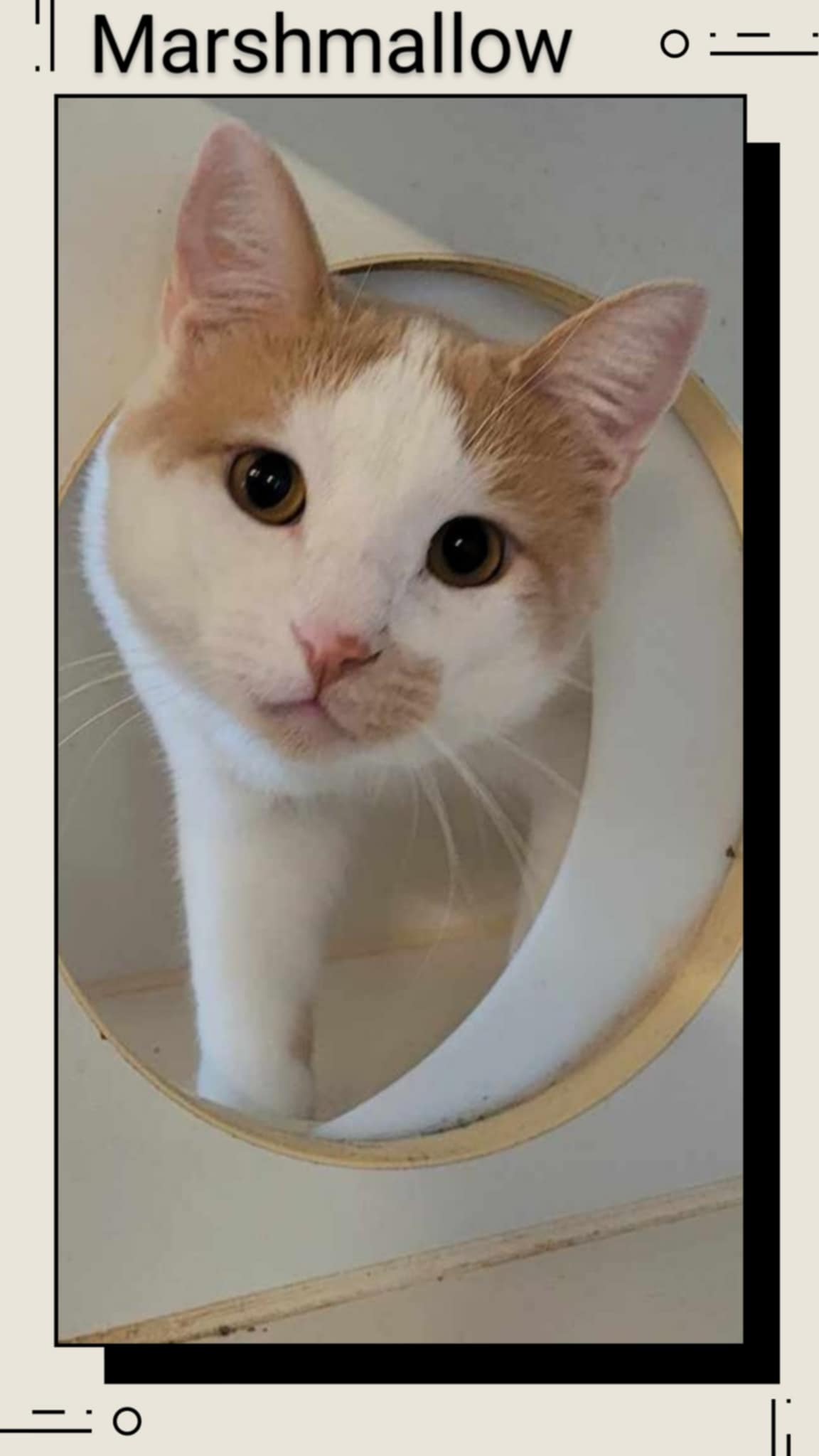 adoptable Cat in Oakville, ON named Marshmallow