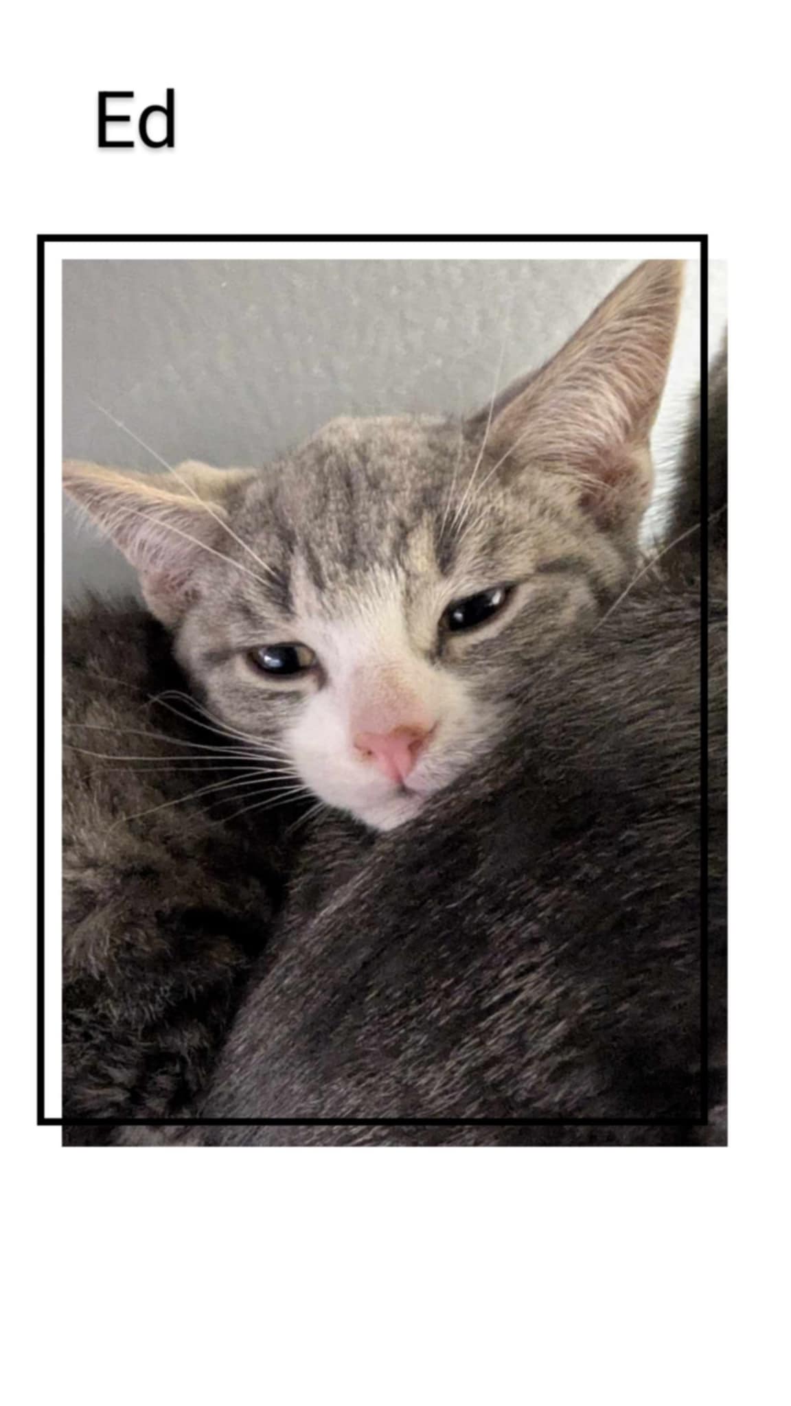 adoptable Cat in Oakville, ON named Ed