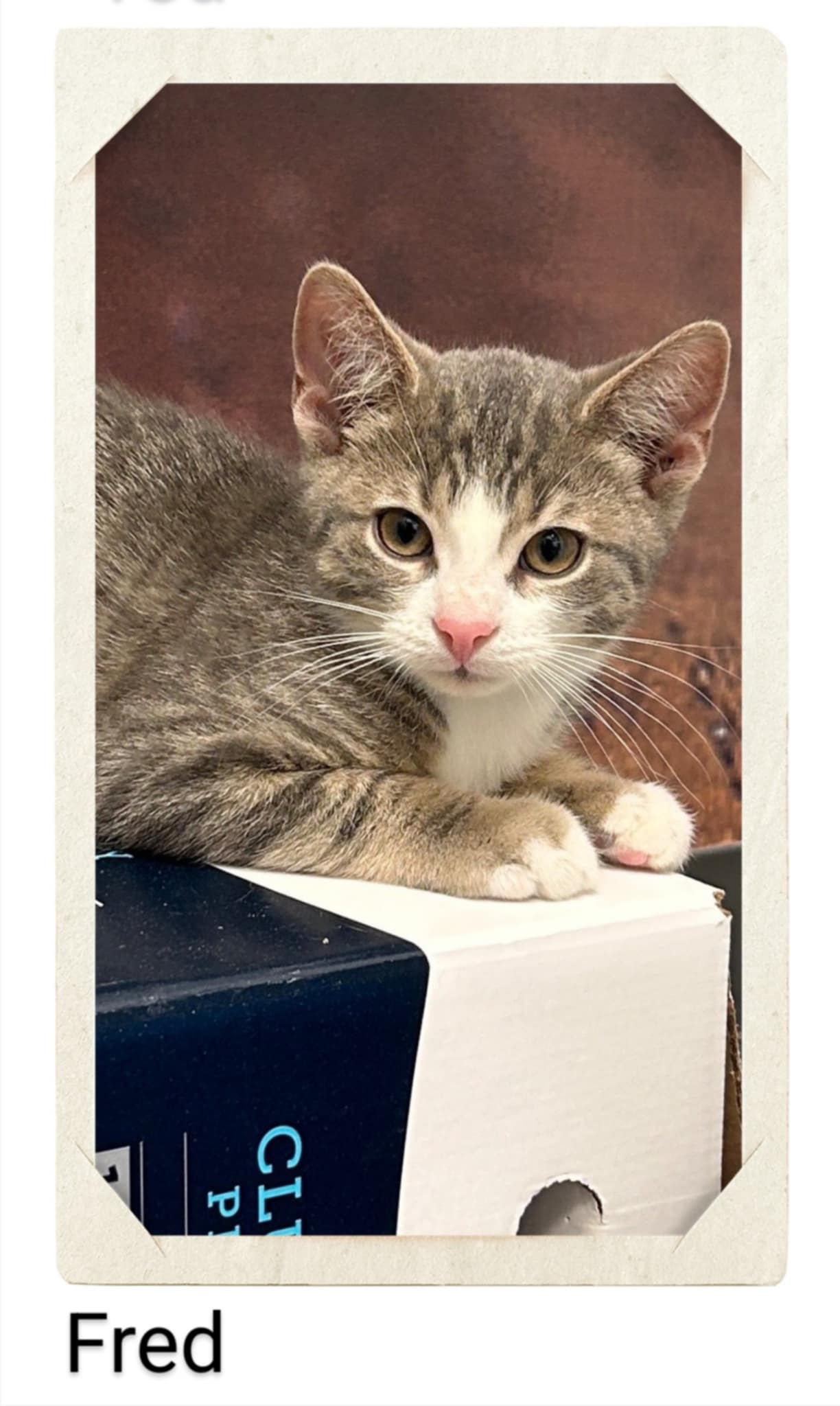 adoptable Cat in Oakville, ON named Fred