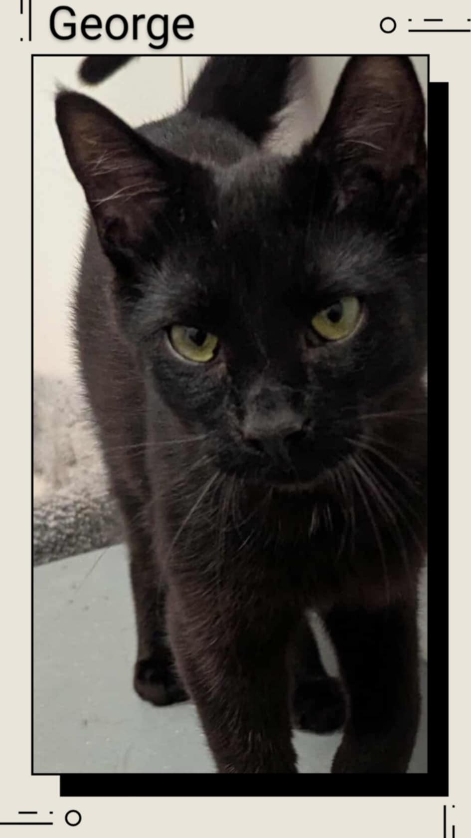 adoptable Cat in Oakville, ON named George