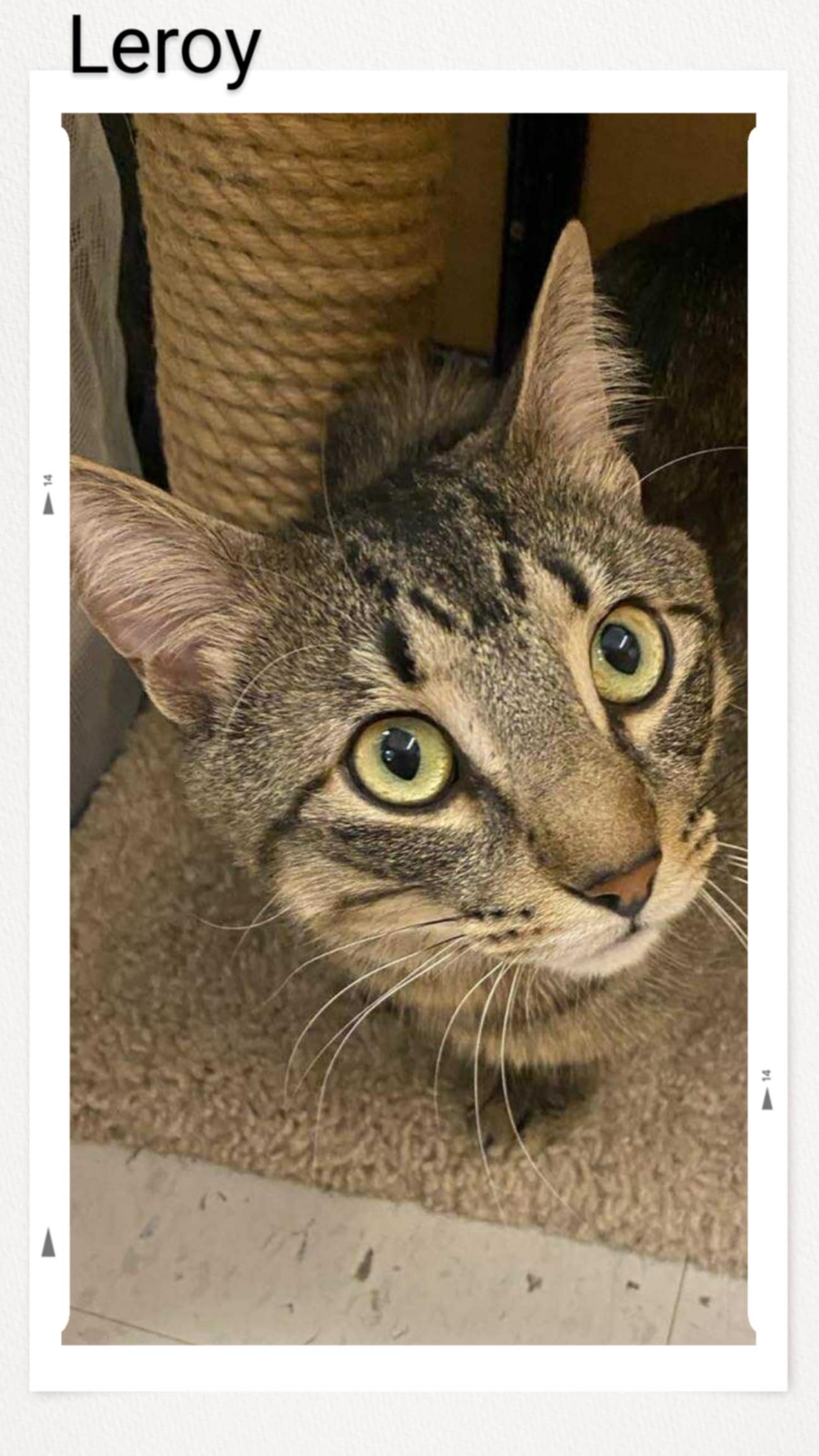 adoptable Cat in Oakville, ON named Leroy
