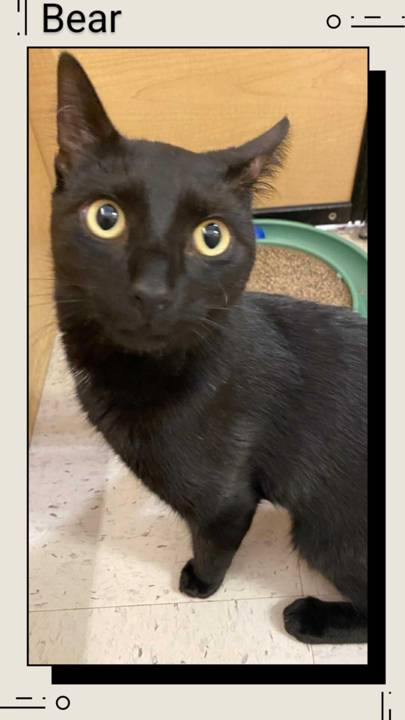 adoptable Cat in Oakville, ON named Bear