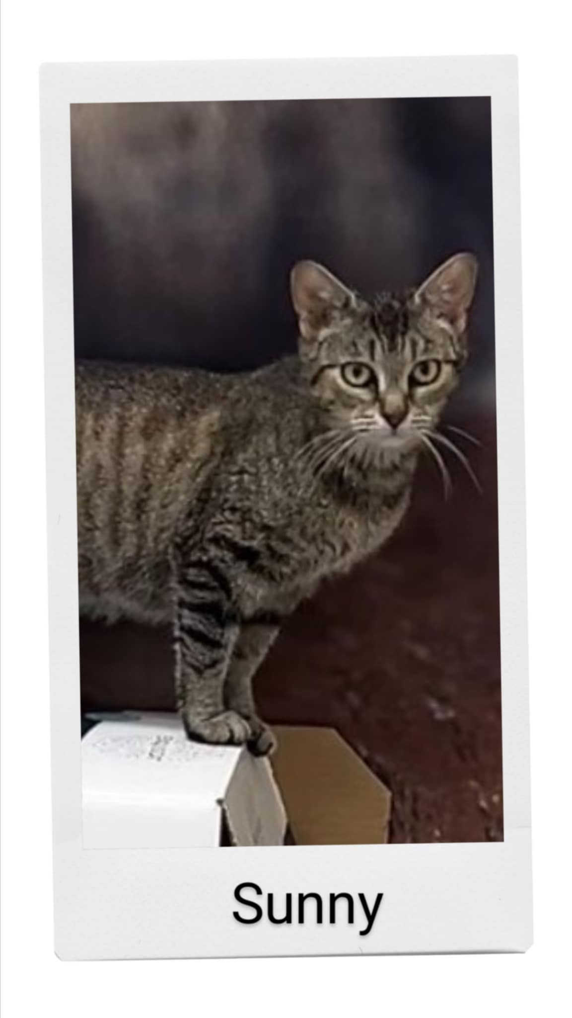 adoptable Cat in Oakville, ON named Sunny