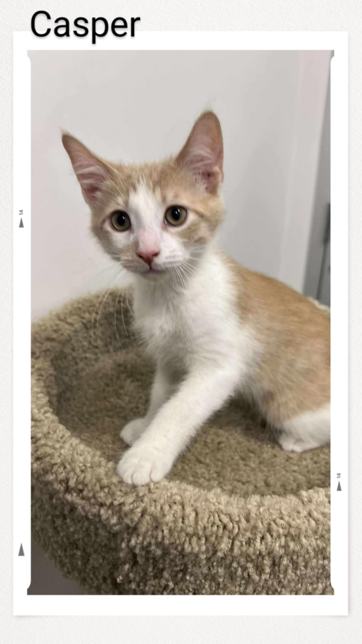 adoptable Cat in Oakville, ON named Casper