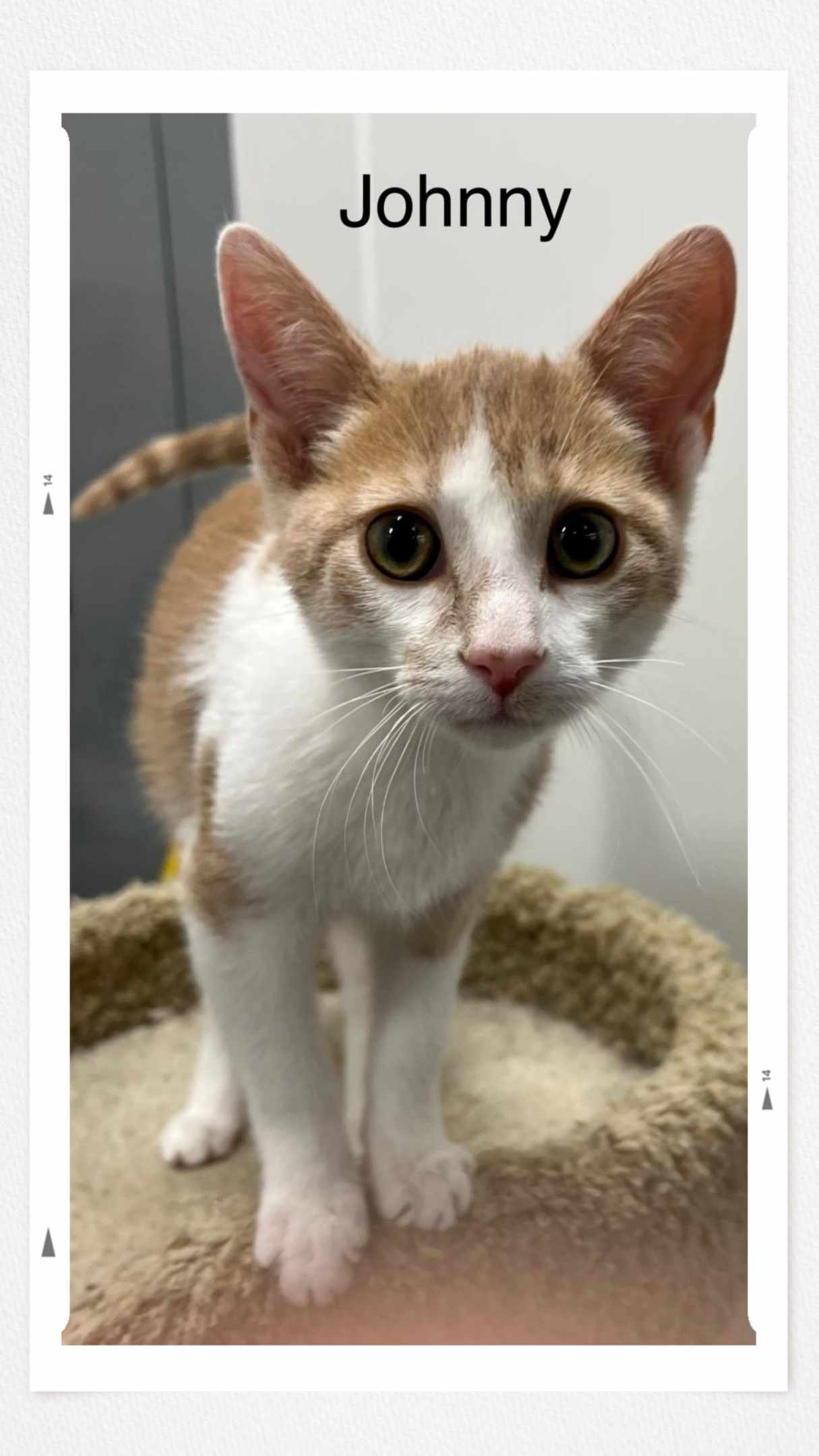 adoptable Cat in Oakville, ON named Johnny