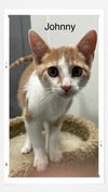 adoptable Cat in Oakville, ON named Johnny