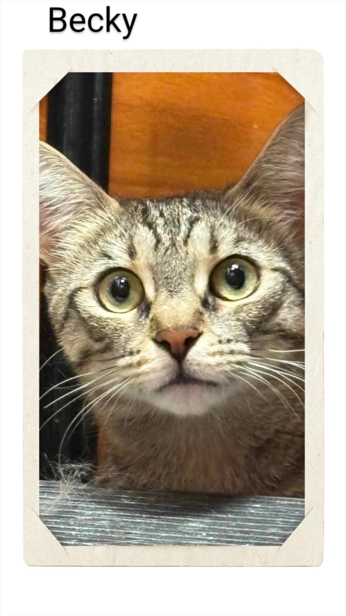 adoptable Cat in Oakville, ON named Becky
