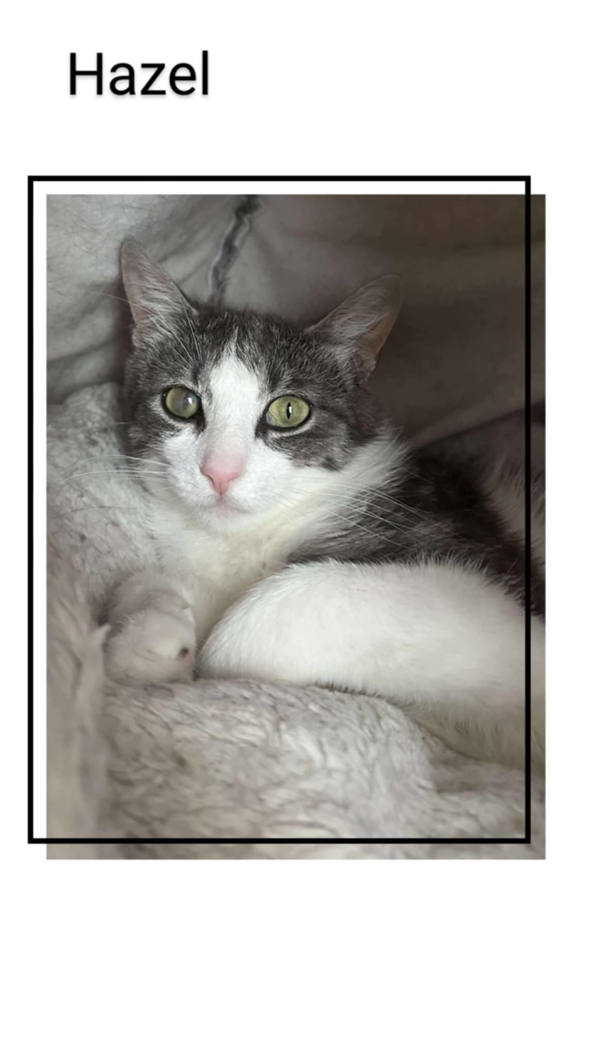 adoptable Cat in Oakville, ON named Hazel