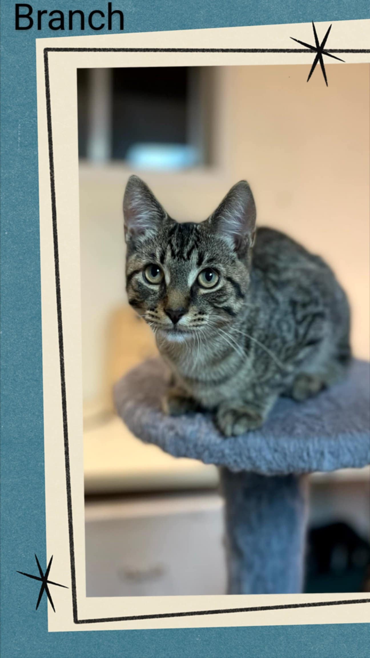 adoptable Cat in Oakville, ON named Branch