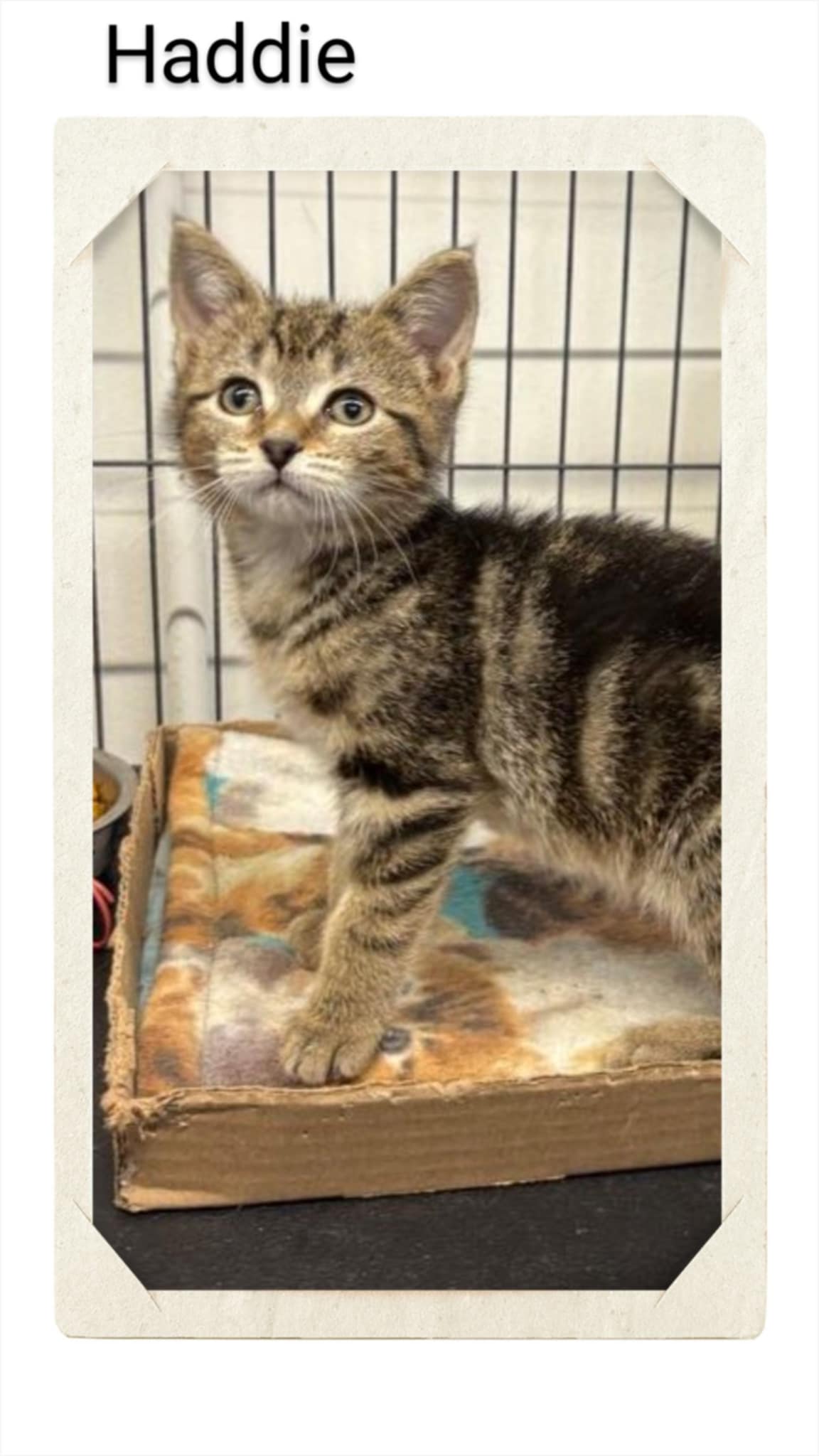 adoptable Cat in Oakville, ON named Haddie