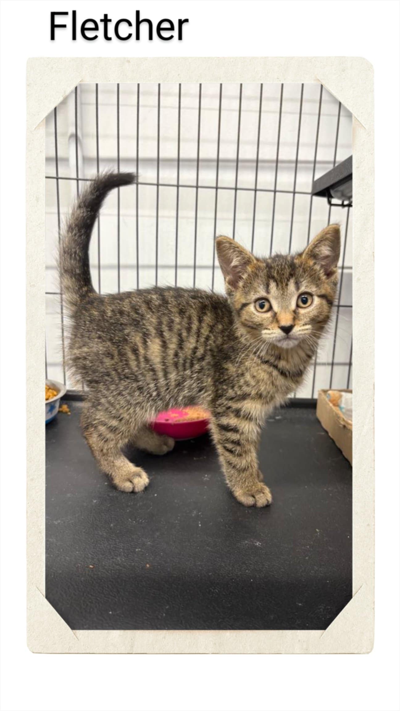 adoptable Cat in Oakville, ON named Fletcher
