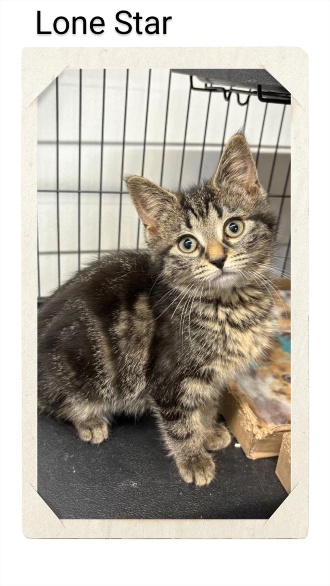 adoptable Cat in Oakville, ON named Lonestar