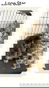 adoptable Cat in Oakville, ON named Lonestar