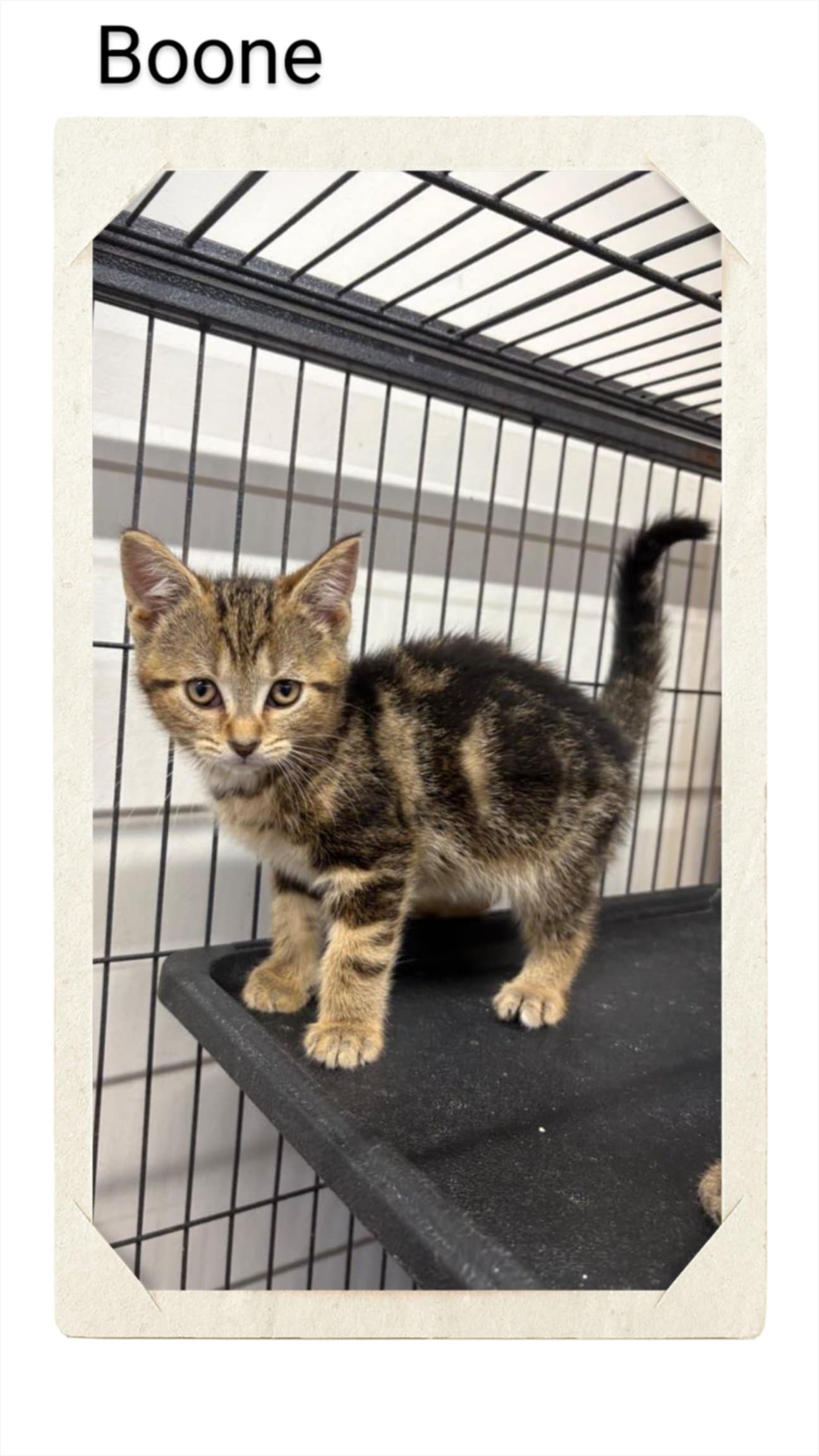 adoptable Cat in Oakville, ON named Boone