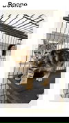 adoptable Cat in Oakville, ON named Boone