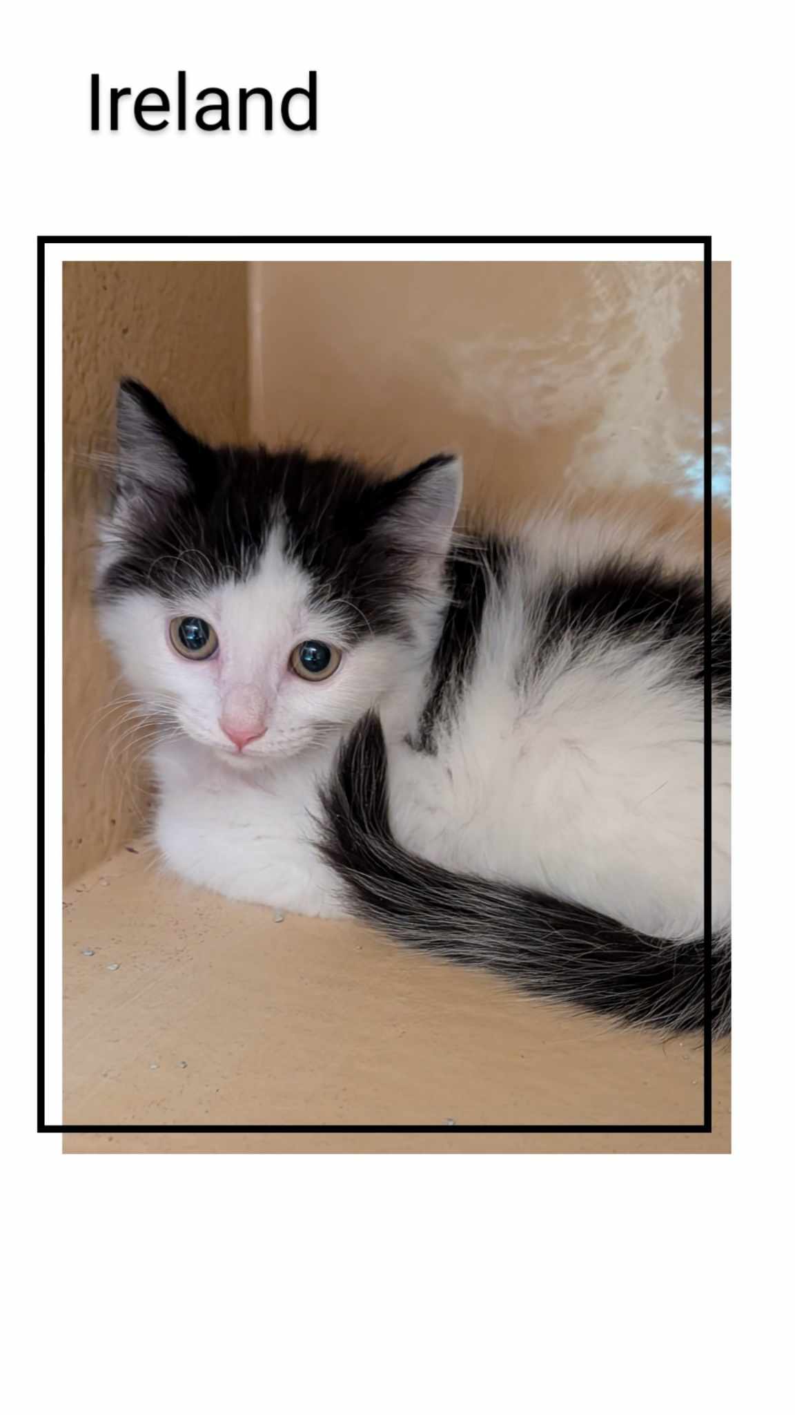 adoptable Cat in Oakville, ON named Ireland