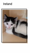 adoptable Cat in  named Ireland