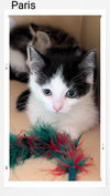 adoptable Cat in Oakville, ON named Paris