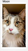 adoptable Cat in Oakville, ON named Moon