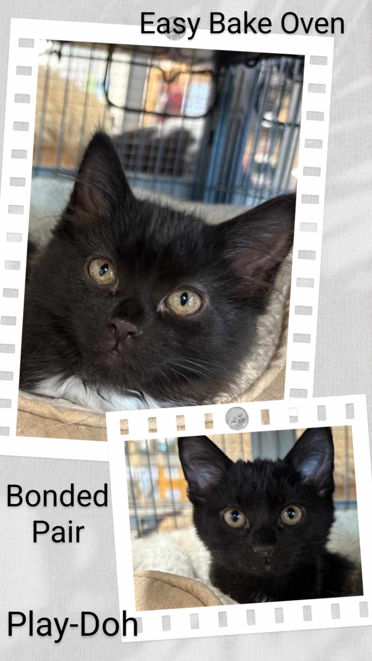 adoptable Cat in Oakville, ON named Easy Bake Oven & Play-Doh
