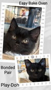 adoptable Cat in Oakville, ON named Easy Bake Oven & Play-Doh