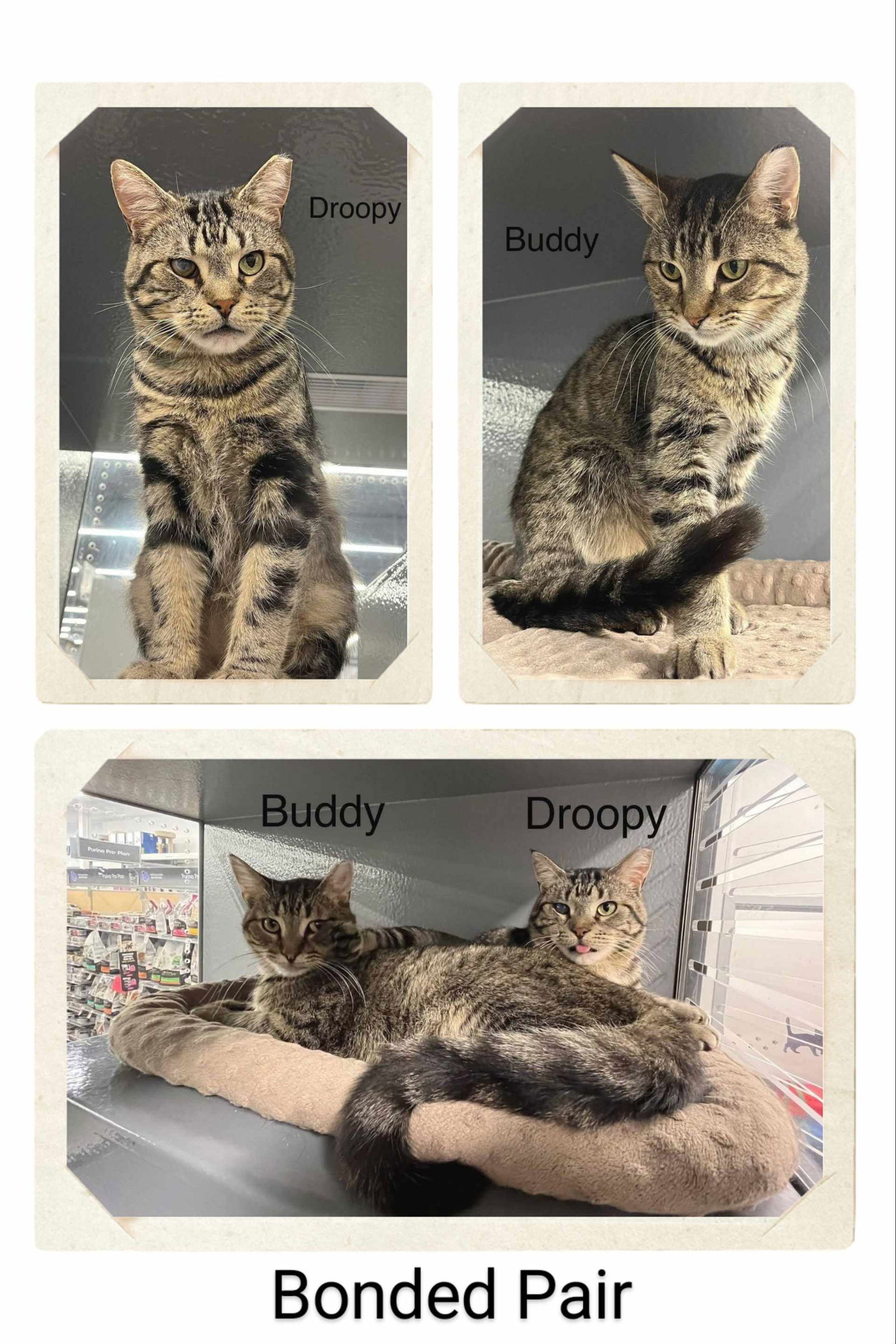 adoptable Cat in Oakville, ON named Buddy & Droopy