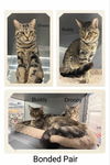adoptable Cat in Oakville, ON named Buddy & Droopy