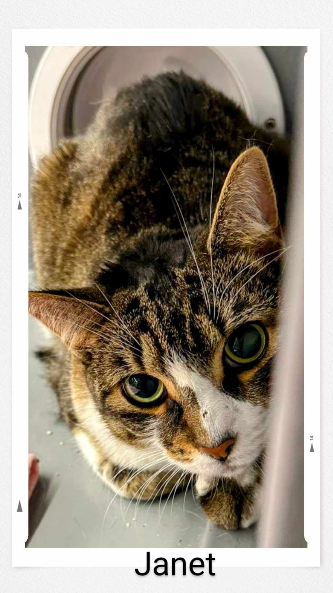 adoptable Cat in Oakville, ON named Janet