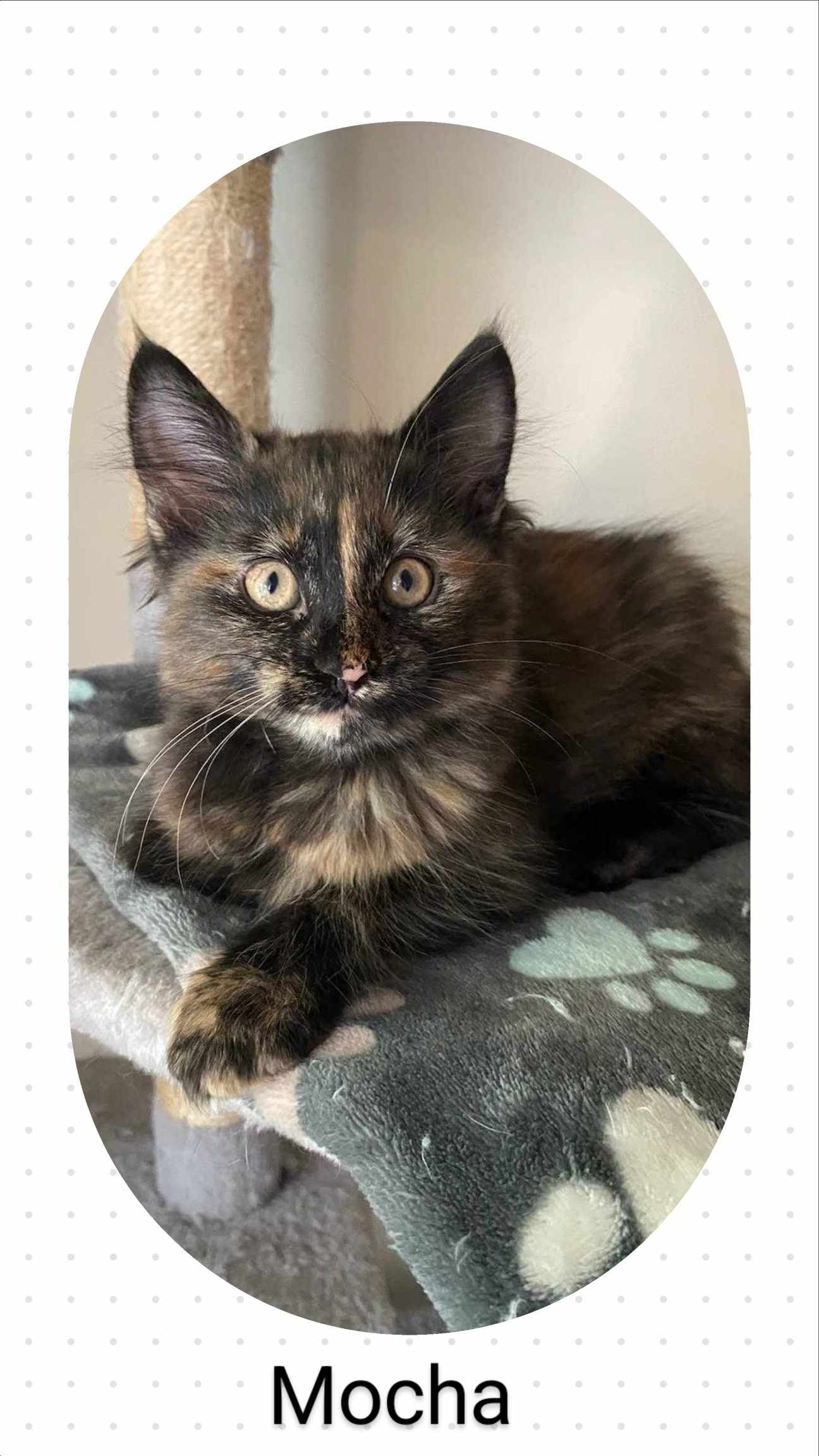 adoptable Cat in Oakville, ON named Mocha