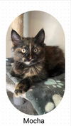 adoptable Cat in Oakville, ON named Mocha