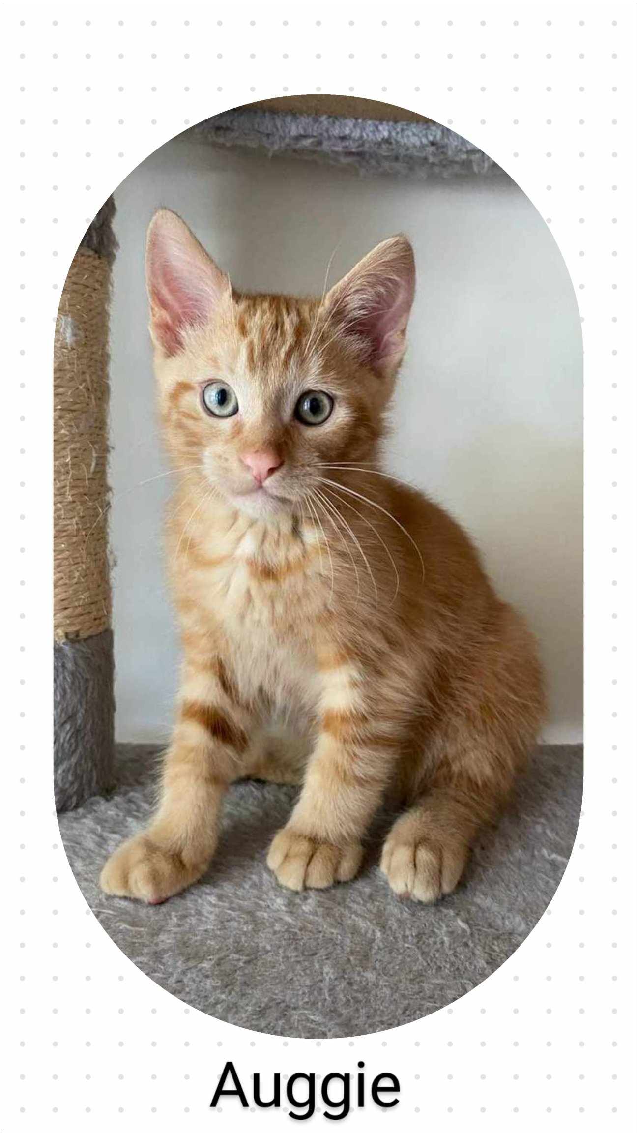 adoptable Cat in Oakville, ON named Auggie