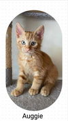 adoptable Cat in Oakville, ON named Auggie