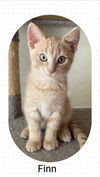 adoptable Cat in Oakville, ON named Finn