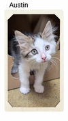 adoptable Cat in  named Austin