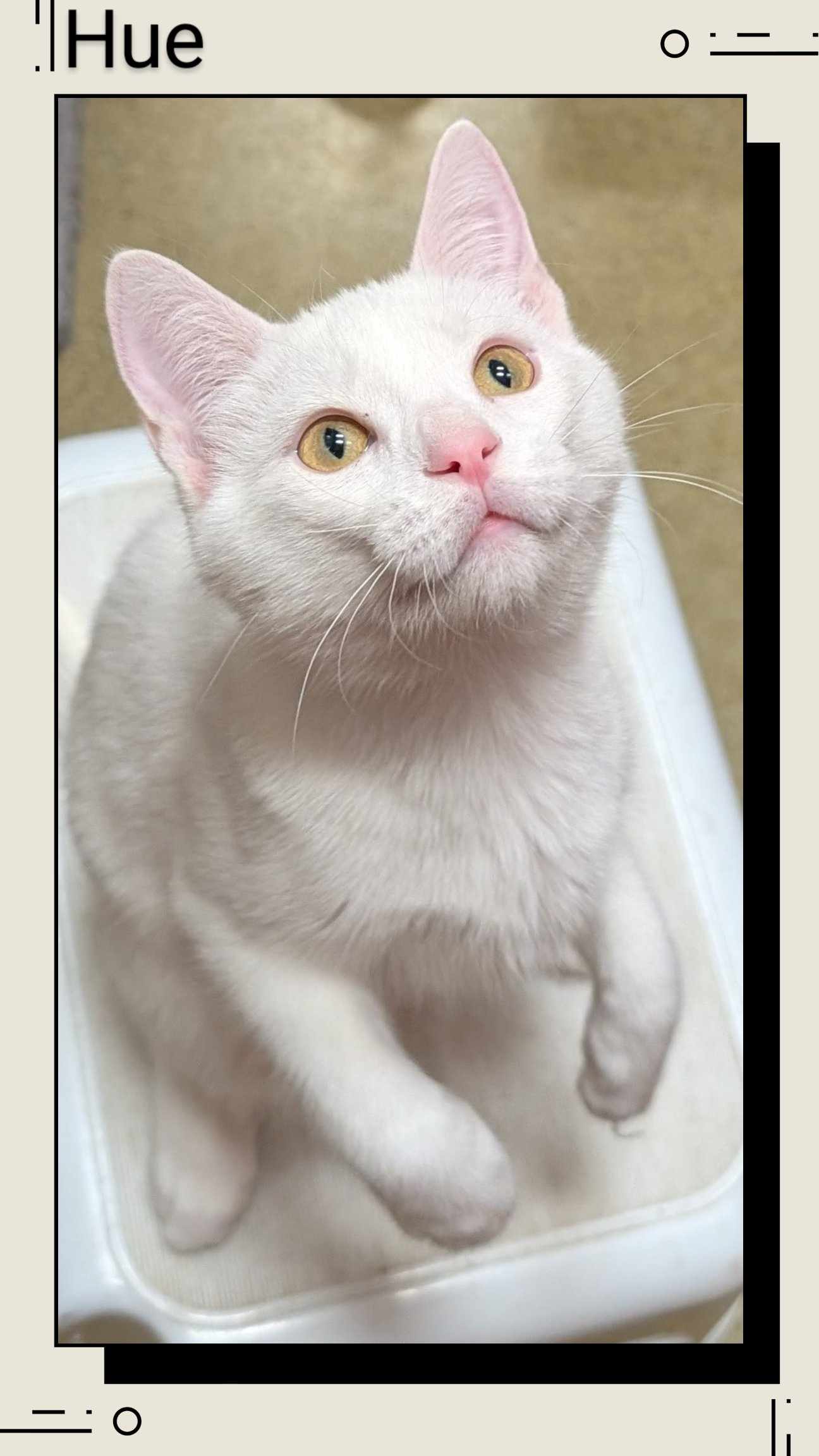 adoptable Cat in Oakville, ON named Hue