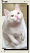adoptable Cat in Oakville, ON named Hue