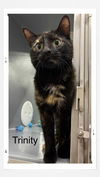 adoptable Cat in Oakville, ON named Trinity