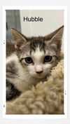 adoptable Cat in Oakville, ON named Hubble