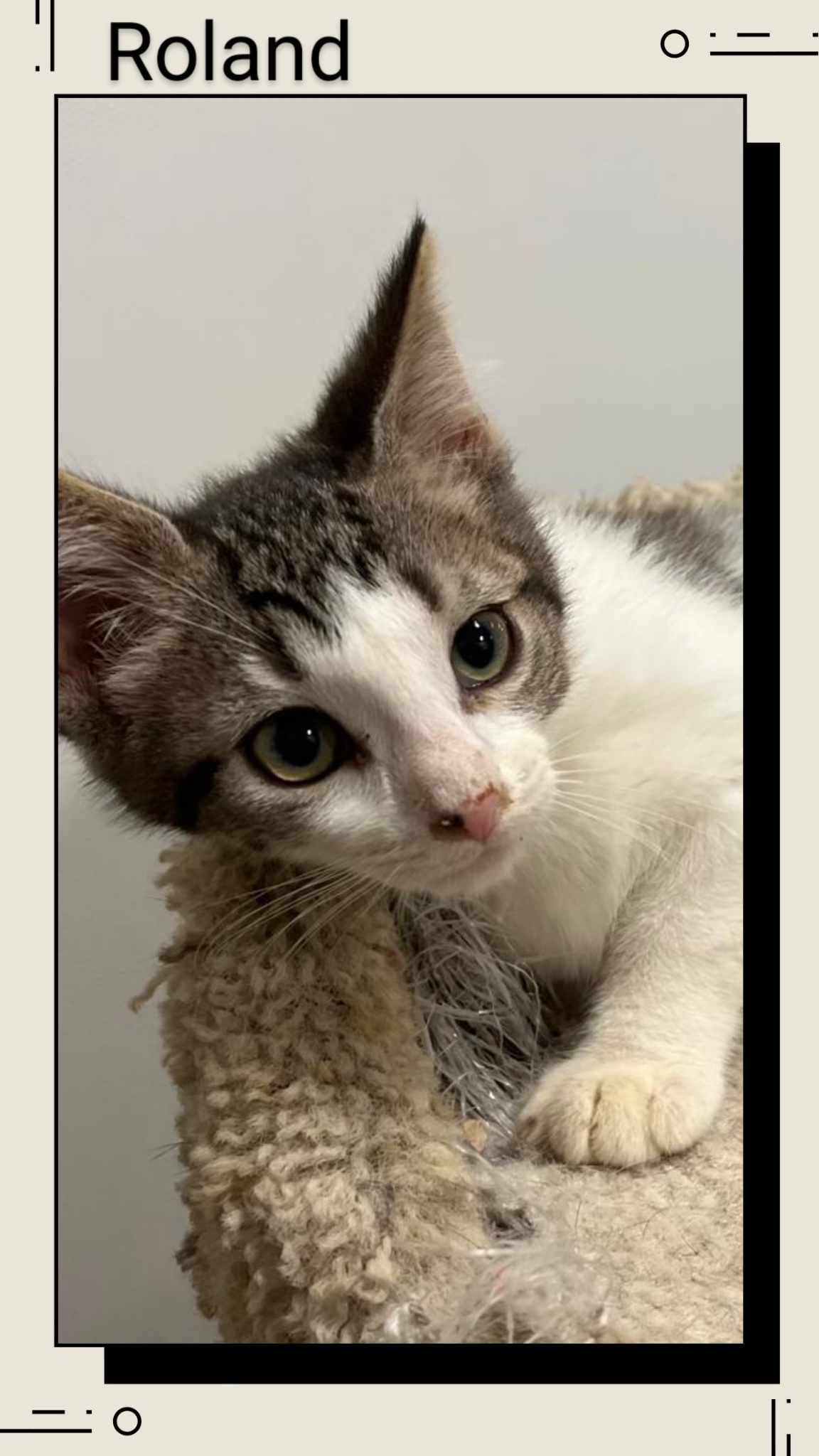 adoptable Cat in Oakville, ON named Roland