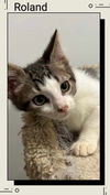 adoptable Cat in Oakville, ON named Roland